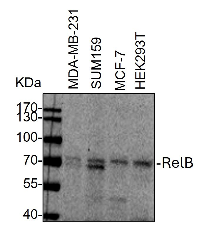 RelB Antibody NBP2-20123