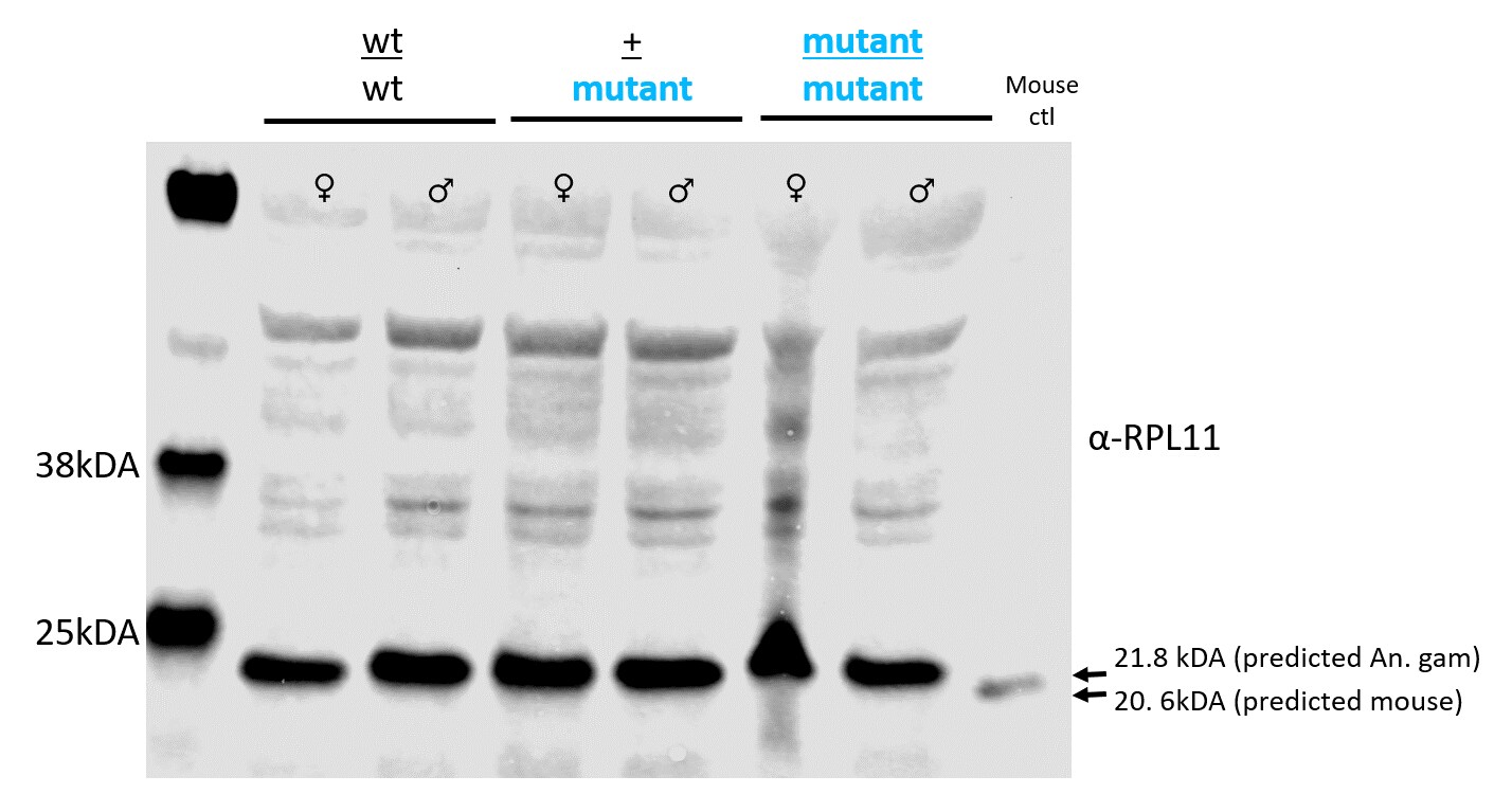 RPL11 Antibody NBP2-20210