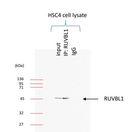 RUVBL1 Antibody NBP2-20245