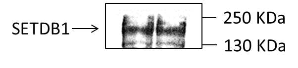 SETDB1 Antibody - BSA Free NBP2-20322