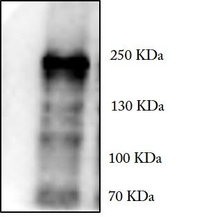 SETDB1 Antibody - BSA Free NBP2-20322