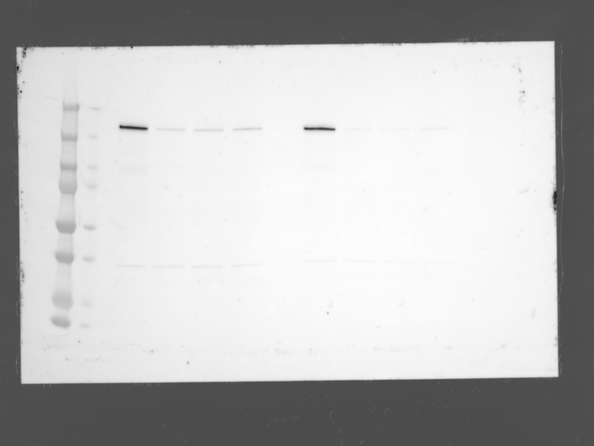 WRN Antibody - BSA Free NBP2-20914