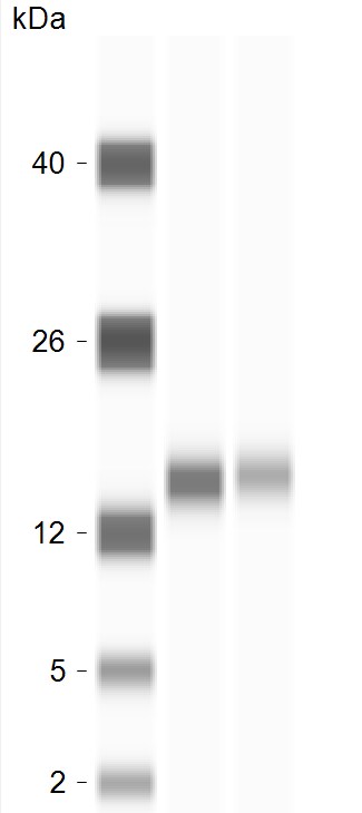 Cytochrome c Antibody NBP2-21569