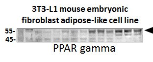 PPAR gamma/NR1C3 Antibody - BSA Free NBP2-22106