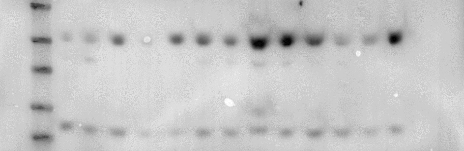 PPAR gamma/NR1C3 Antibody - BSA Free NBP2-22106