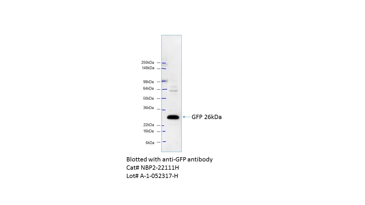 GFP Antibody (4B10B2) [HRP] NBP2-22111H