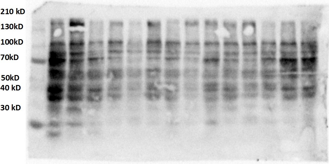 iNOS Antibody (4E5) - BSA Free NBP2-22119