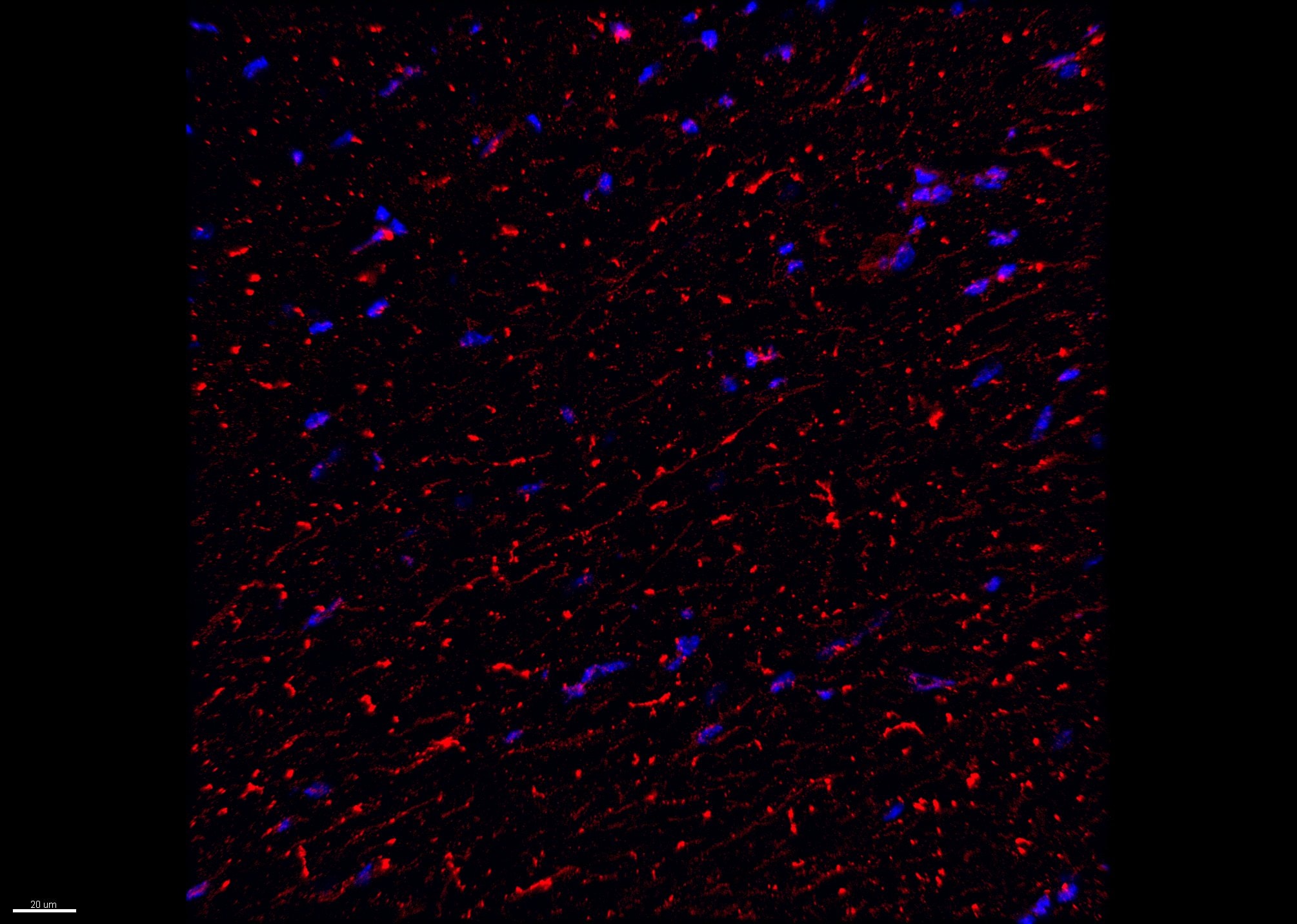 MBP Antibody (2H9) - BSA Free NBP2-22121
