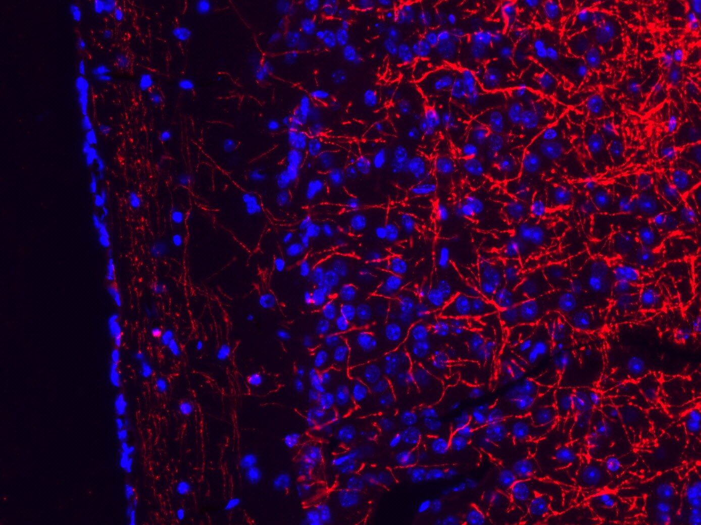 MBP Antibody (2H9) - BSA Free NBP2-22121