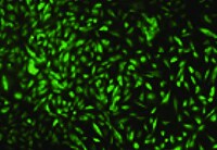 Endoglin/CD105 Antibody (3A9) - BSA Free NBP2-22122