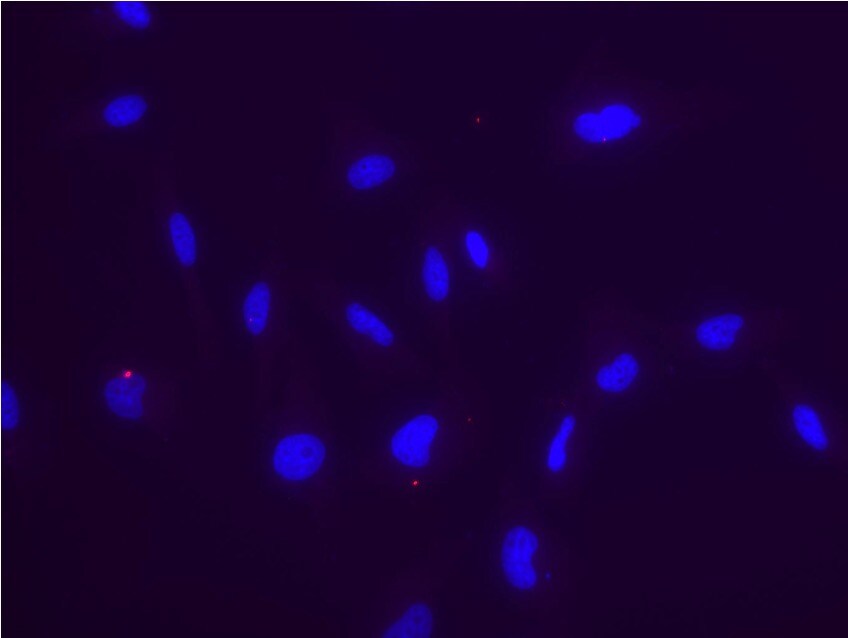 ABCG2/CD338 Antibody (3G8) - BSA Free NBP2-22124