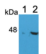 IDH2 Antibody - BSA Free NBP2-22166