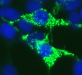 IDH2 Antibody - BSA Free NBP2-22166
