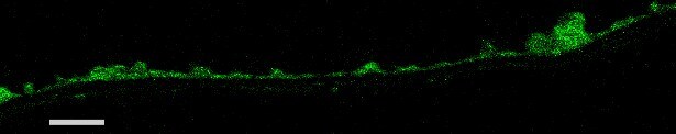 Integrin beta 1/CD29 Antibody (3B6) - BSA Free NBP2-22191