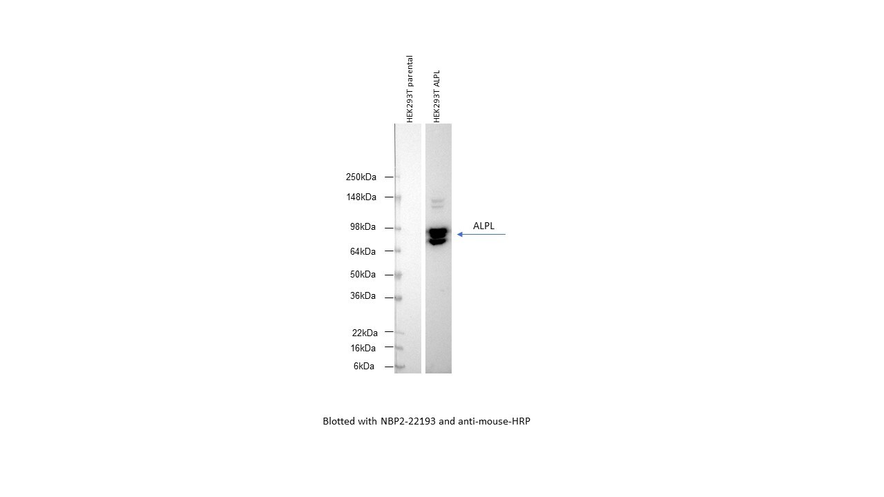 Alkaline Phosphatase, Tissue Non-Specific Antibody (2F4) - BSA Free NBP2-22193