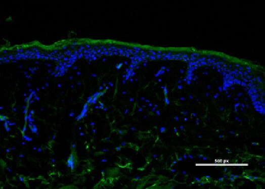 Cytokeratin 5 Antibody (2C2) - BSA Free NBP2-22194