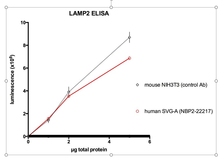 LAMP-2/CD107b Antibody (H4B4) - BSA Free NBP2-22217
