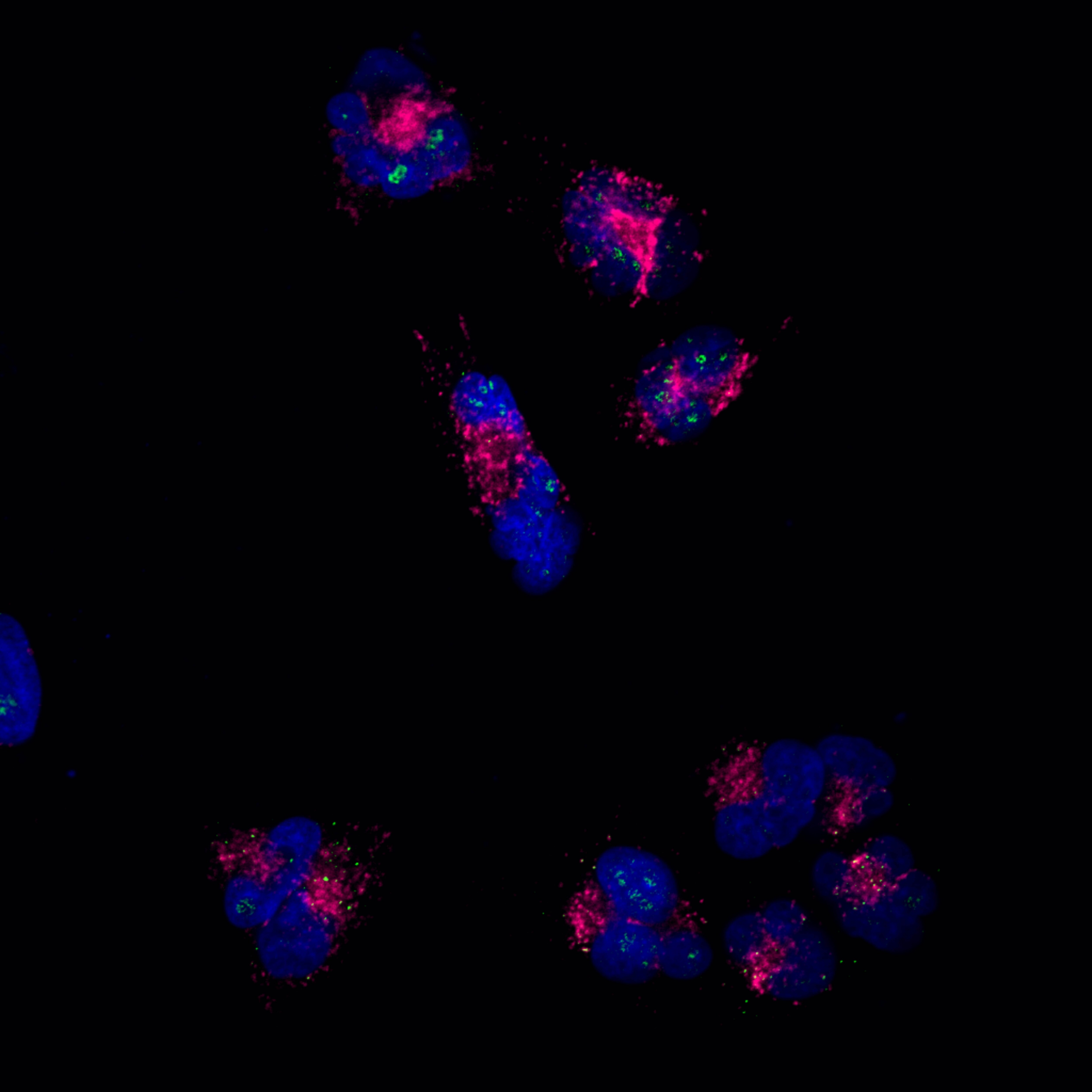 LAMP-2/CD107b Antibody (H4B4) [Alexa Fluor® 647] NBP2-22217AF647