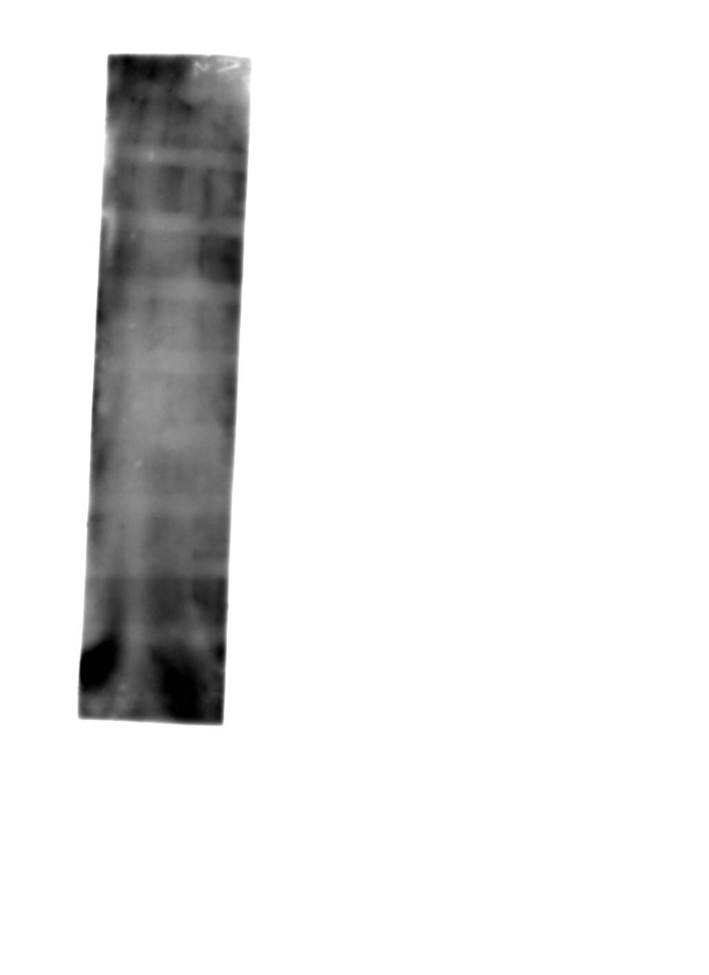 Glut2 Antibody - BSA Free NBP2-22218