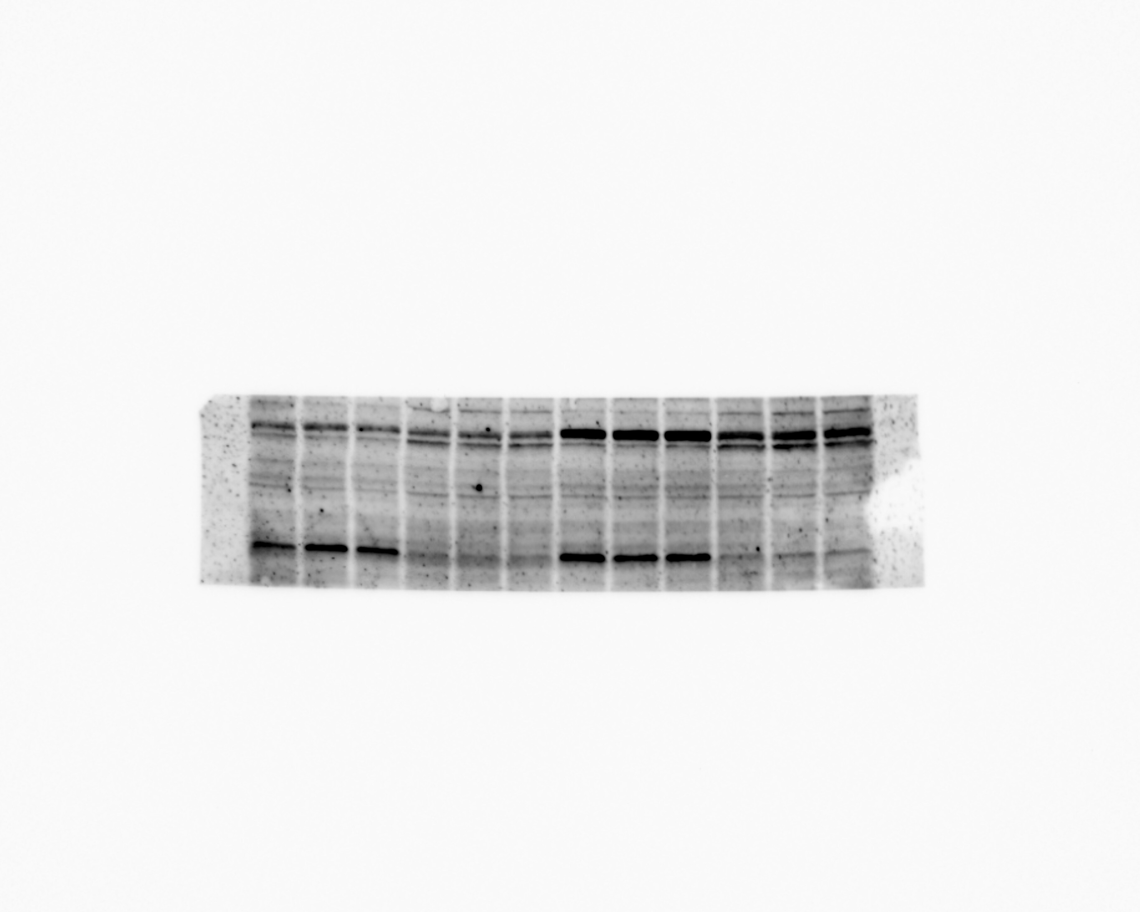 Glut2 Antibody - BSA Free NBP2-22218