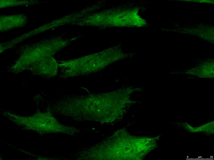 GPIP137 Antibody - BSA Free NBP2-22238