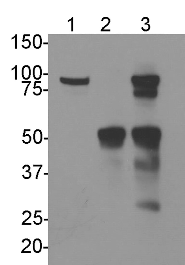 GPIP137 Antibody - BSA Free NBP2-22238