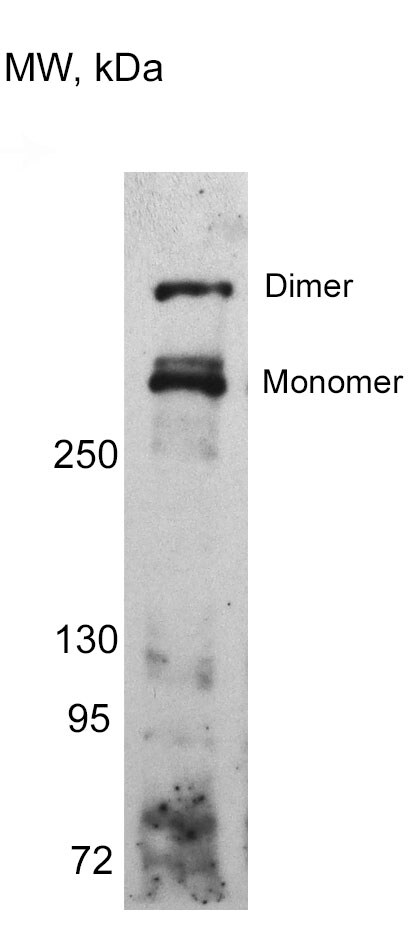 GOLGB1/Giantin Antibody - BSA Free NBP2-22321