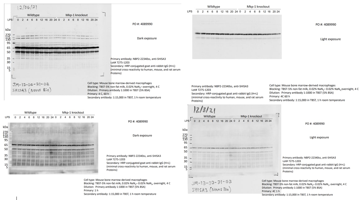 SHISA3 Antibody - BSA Free NBP2-22340