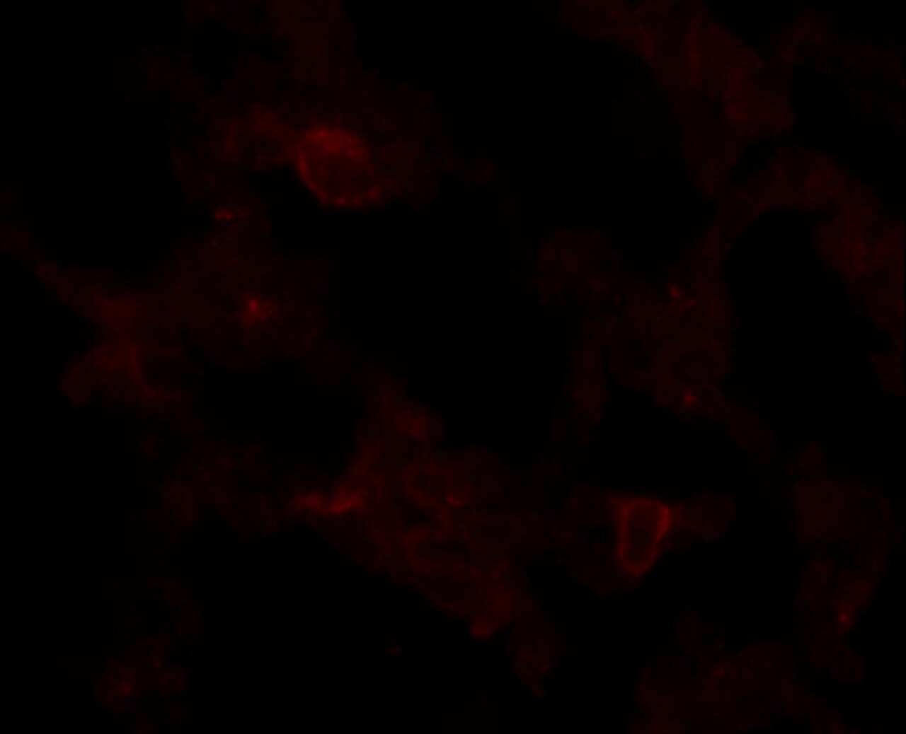 ICAM-1/CD54 Antibody (1A29) - Azide and BSA Free NBP2-22541