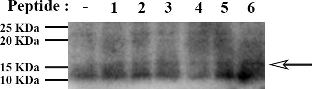 Antennapedia Control Antibody - BSA Free NBP2-23629