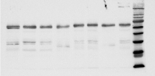 ZBTB7A/Pokemon Antibody - BSA Free NBP2-23673