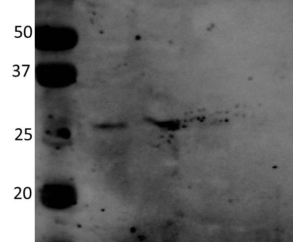 HSP27 [p Ser78] Antibody NBP2-24458