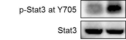 STAT3 [p Tyr705] Antibody NBP2-24463