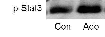 STAT3 [p Tyr705] Antibody NBP2-24463