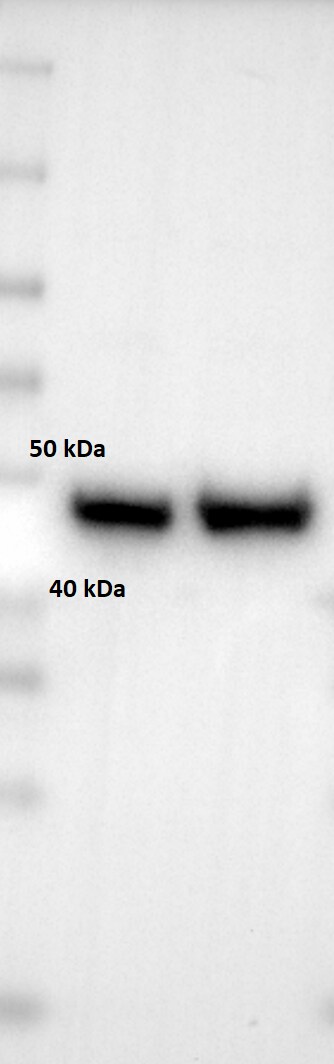 eIF4A2 Antibody NBP2-24529