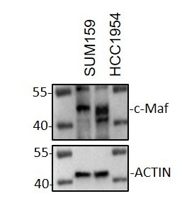 c-Maf Antibody - BSA Free NBP2-24551