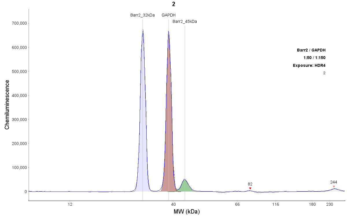beta-Arrestin 2 Antibody - BSA Free NBP2-24569