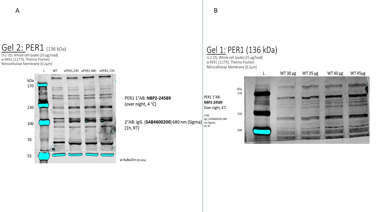 PER1 Antibody - BSA Free NBP2-24589