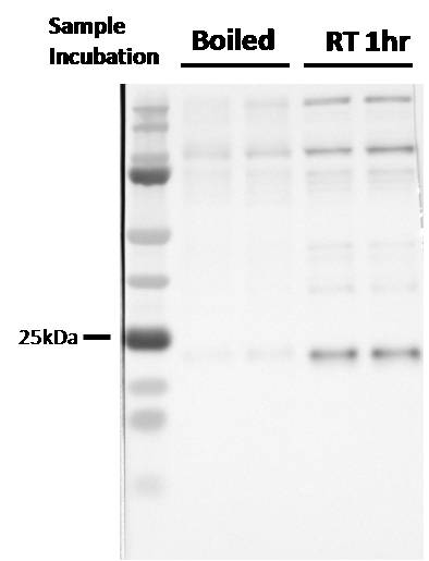 Rab7a Antibody - BSA Free NBP2-24591