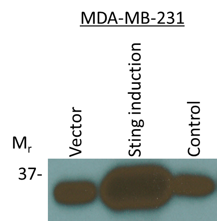 STING/TMEM173 Antibody - BSA Free NBP2-24683