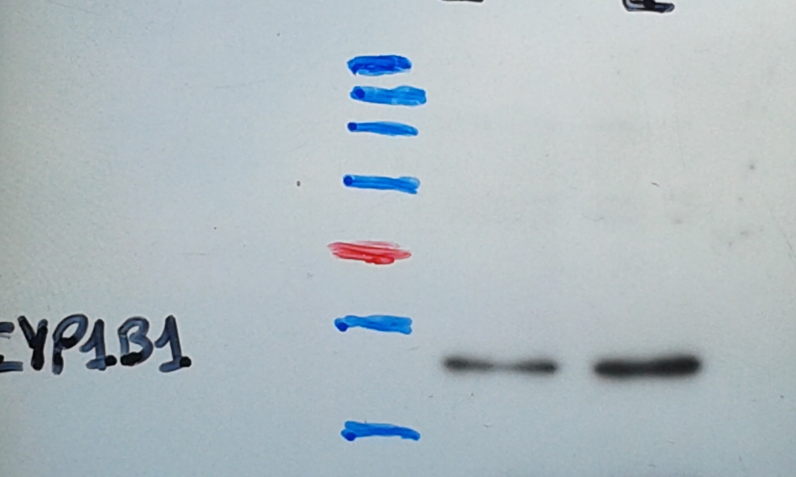 CYP1B1 Antibody - BSA Free NBP2-24722