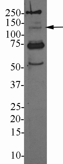 TLR9 Antibody (26C593.2) - BSA Free NBP2-24729