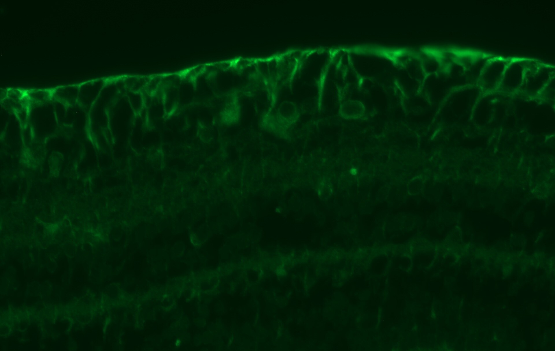 TLR9 Antibody (26C593.2) - BSA Free NBP2-24729