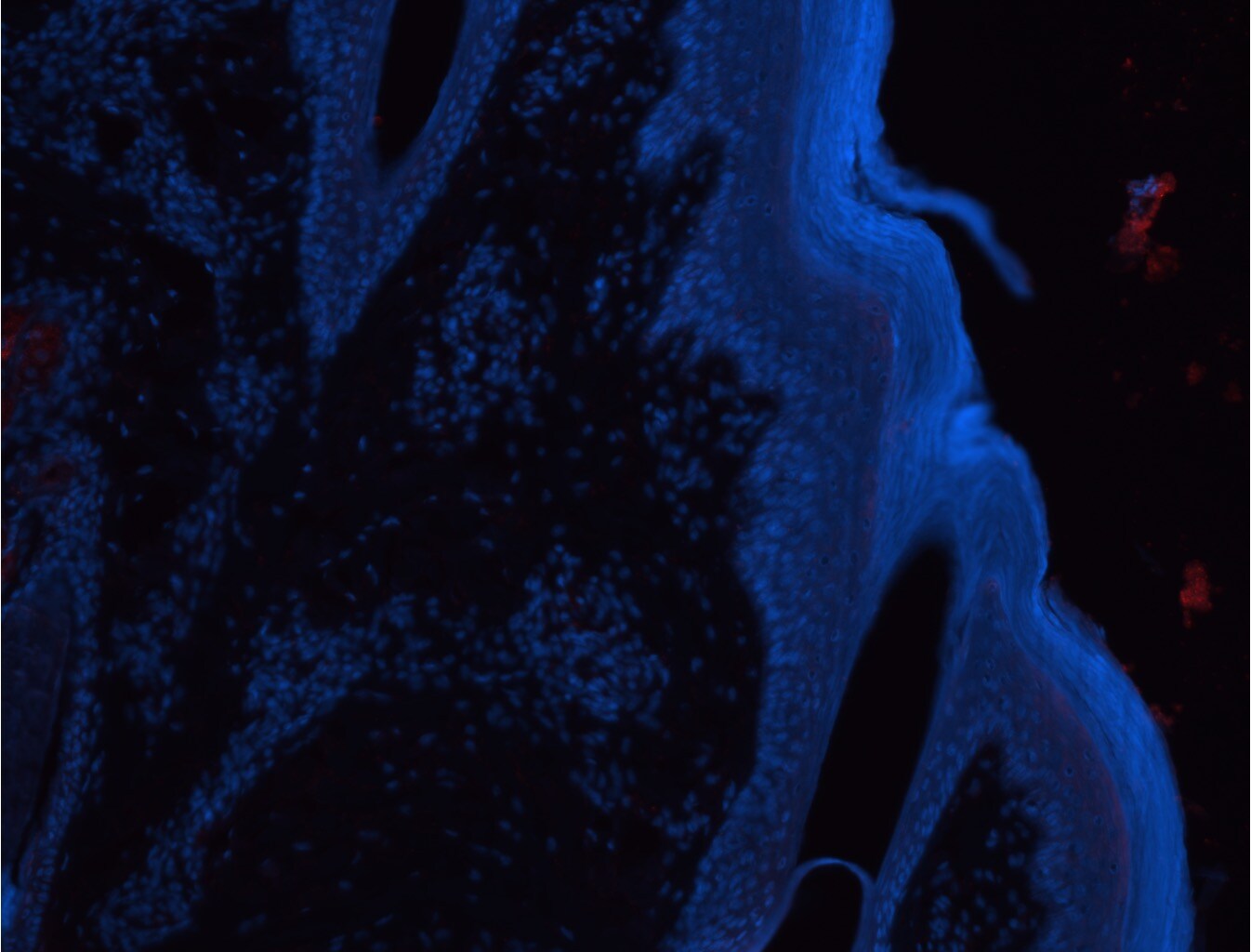 KLF4 Antibody - BSA Free NBP2-24749