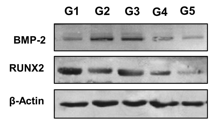 RUNX2/CBFA1 Antibody - BSA Free NBP2-24755