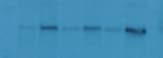 CXCR7/RDC-1 Antibody - BSA Free NBP2-24779