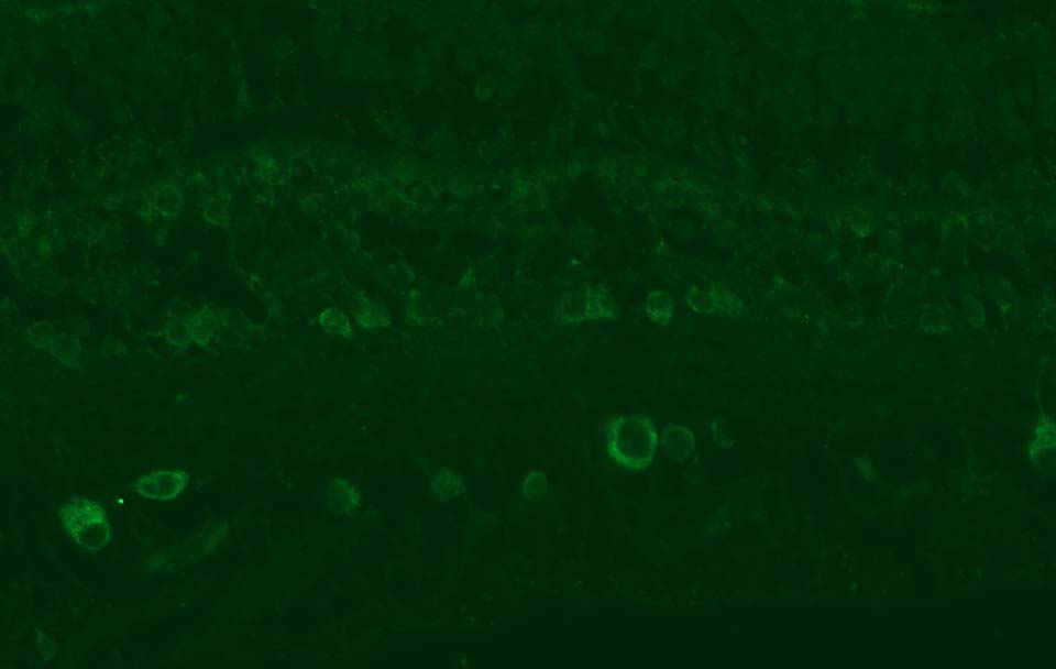 TLR5 Antibody (19D759.2) - BSA Free NBP2-24787