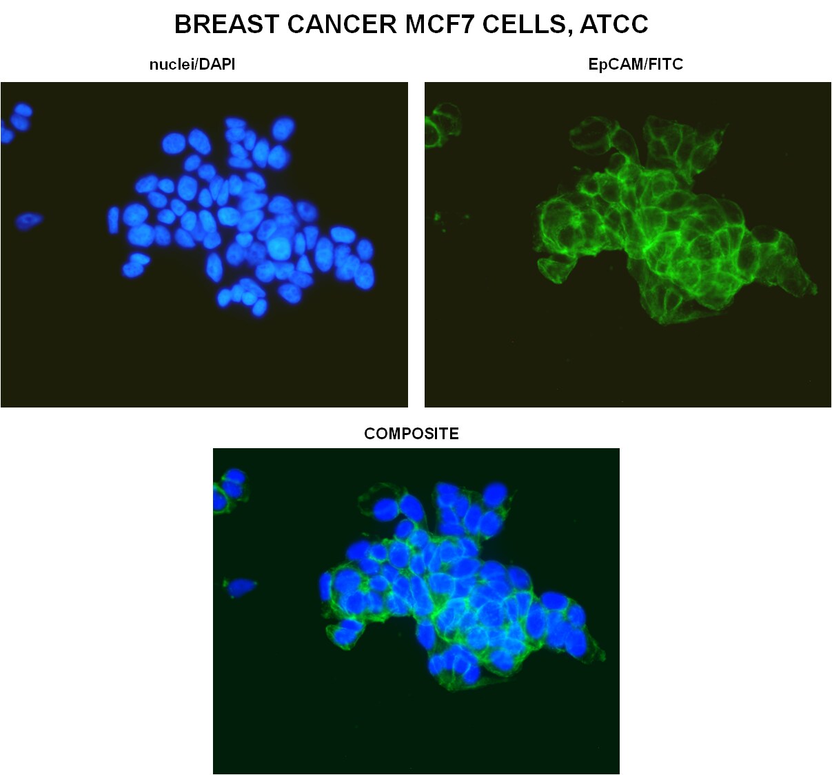 TLR5 Antibody (19D759.2) [Alexa Fluor® 488] NBP2-24787AF488