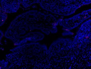 TLR4 Antibody - BSA Free NBP2-24821