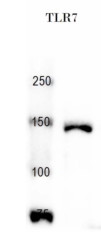 TLR7 Antibody - BSA Free NBP2-24906